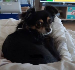 Chien perdu à Blanzy