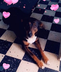 Chien perdu à Montceau