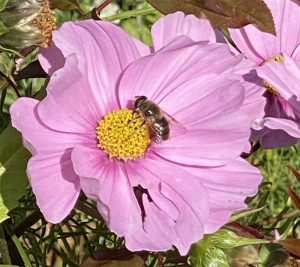 Biodiversité