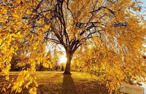 Montceau : Nettoyage citoyen d&rsquo;automne