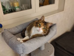 Chat perdu