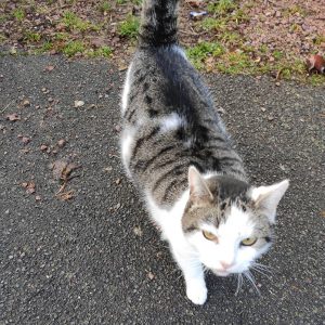 Chat perdu à Montceau