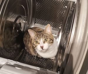 Chat perdu à Montceau