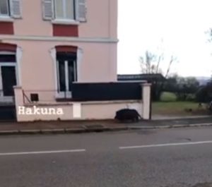 Insolite à Montceau
