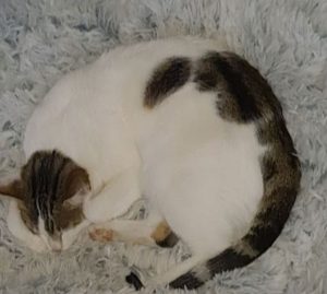 Chat perdu à Montceau