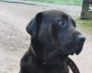 Chien trouvé