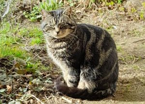 Chat trouvé à Gourdon
