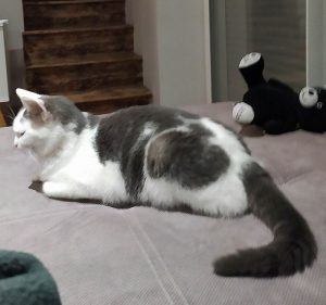 Chat perdu à Montceau
