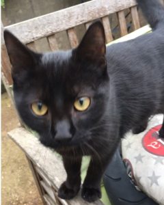 Chat perdu à Montceau