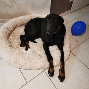 Chien perdu à Pouilloux