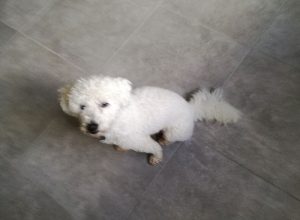 Chien perdu à Sanvignes