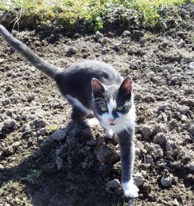 Chat trouvé à Saint-Vallier