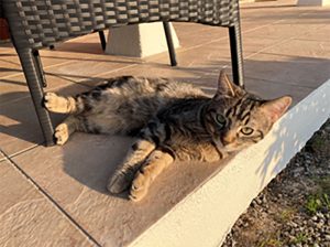 Chat trouvé à Marizy
