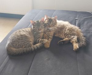Chat perdu à Montceau