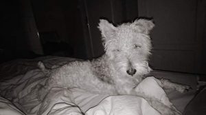 Chien perdu à Montceau