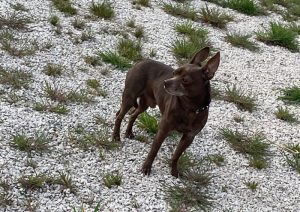 Chien trouvé à Saint-Vallier
