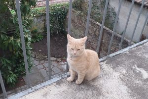 Chat trouvé à Montceau