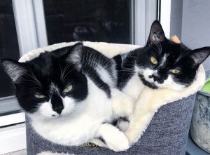 Deux chattes perdues à Sanvignes