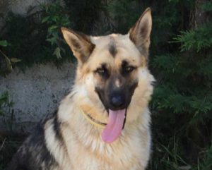 Chien perdu à Montceau
