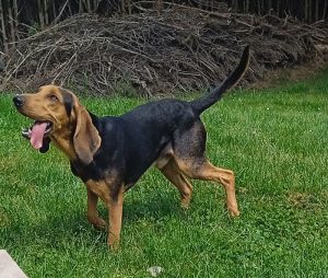 Chien trouvé à Montceau-Saint-Vallier