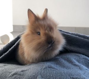Lapin disparu à Saint-Vallier
