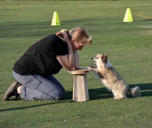Club canin Educ Agility Passion Sanvignes