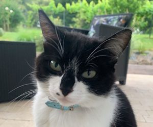 Chat trouvé à Sanvignes-les-Mines