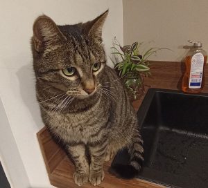 Chatte perdue à Blanzy