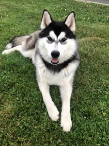 Chien perdu à Pouilloux