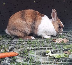 Lapin trouvé à Saint-Vallier