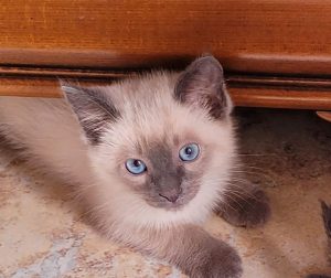 Perdu chaton à Sanvignes