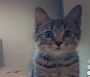Chat perdu à Montceau
