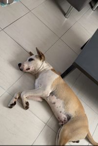 Chien perdu à Saint-Vallier