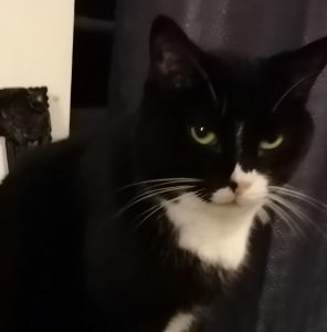 Chat perdu à Montceau
