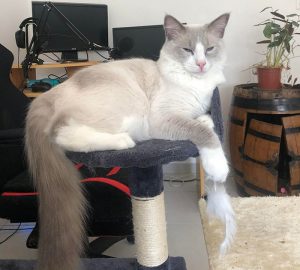 Chat perdu à Montceau