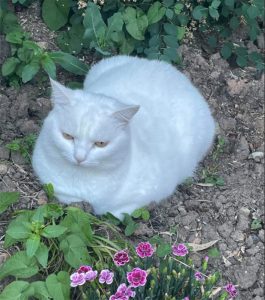 Chat perdu à Sanvignes