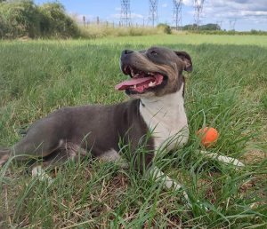 Chien perdu dans la forêt de la Ferté