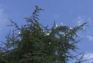 Un lecteur s’interroge …