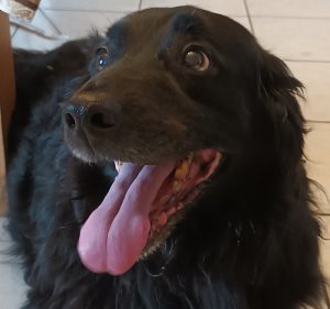 Chien trouvé à Montceau