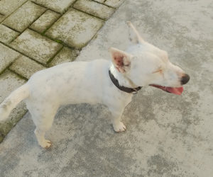 Chien trouvé à Saint-Vallier