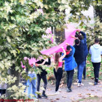 lycee-rose-1410228