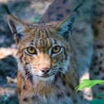 lynx-1410221