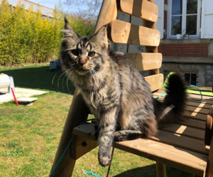 Chat perdu à Montceau