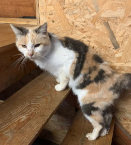 Chat trouvé à Gourdon