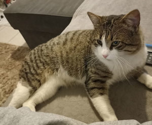 Chat perdu à Montceau