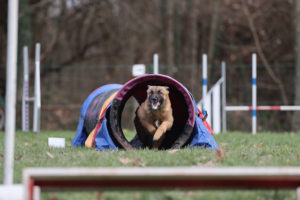 Club canin Educ Agility Passion Sanvignes