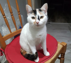 Chat perdu à Montceau