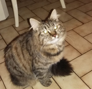 Chat trouvé entre les communes Sanvignes et Saint-Vallier