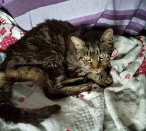 Chat trouvé à Montceau