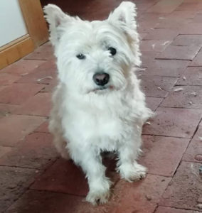 Chien perdu à Montceau-les-Mines